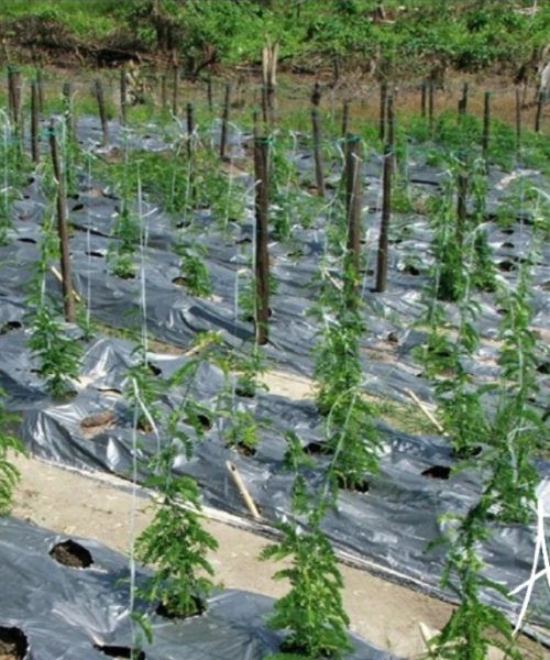 WhatsApp Image 2021-01-11 at 9.54.29 PM